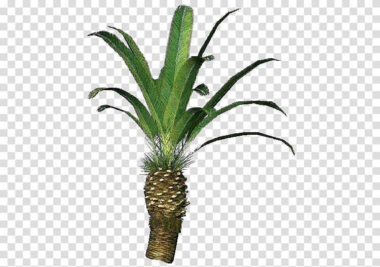 Tree Grasses Flowerpot Terrestrial plant Plant stem, Phoenix Canariensis transparent background PNG clipart