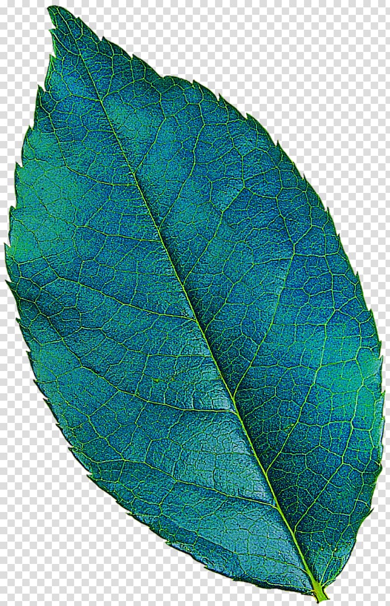 Plant pathology Leaf Turquoise, Leaf transparent background PNG clipart