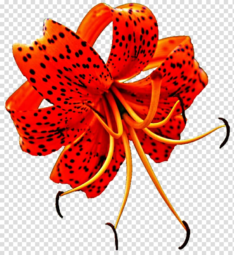 Lilium superbum Tiger lily Flower , lily transparent background PNG clipart