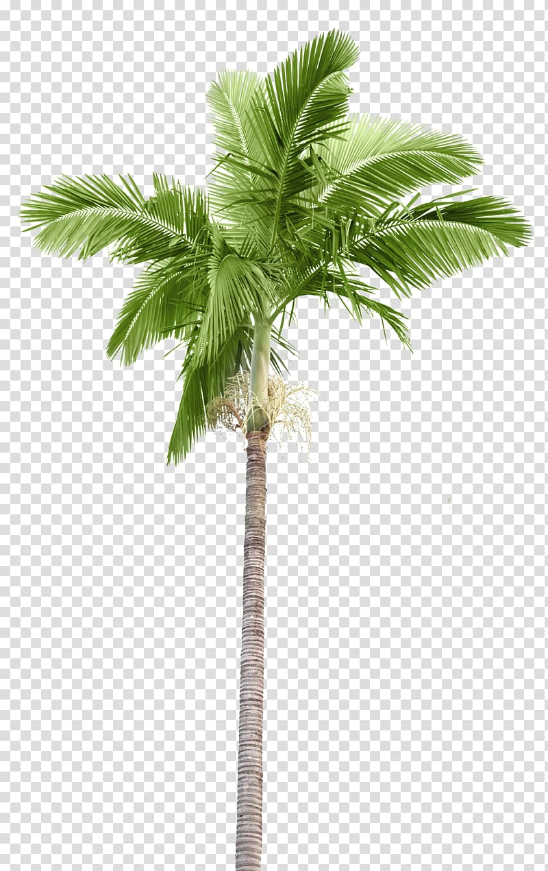 Arecaceae Palm branch Coconut, palm tree island transparent background PNG clipart