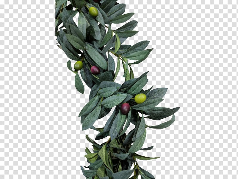 Olive leaf Tree Spathiphyllum Leaf Bush, olive transparent background PNG clipart