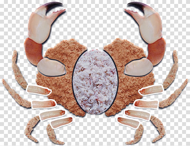 Dungeness crab Crab meat Seafood Decapods, crab transparent background PNG clipart