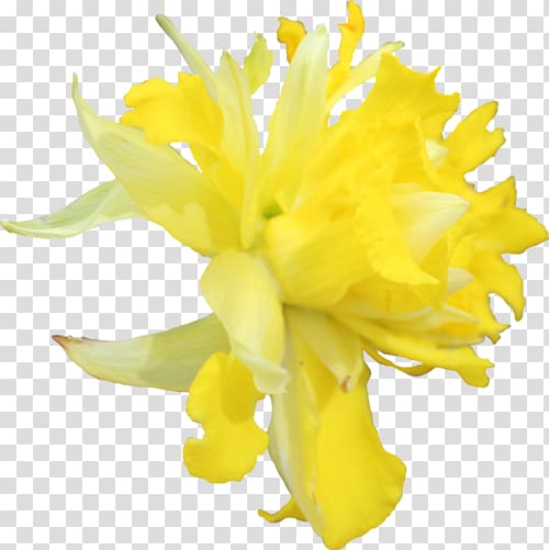 Daffodil Flower Tagetes lucida , flower transparent background PNG clipart