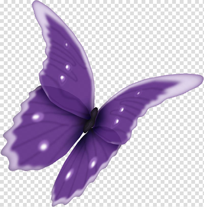 Butterfly Scape , Papillon transparent background PNG clipart