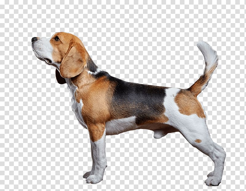 Beagle-Harrier American Foxhound English Foxhound, dogs and cats transparent background PNG clipart