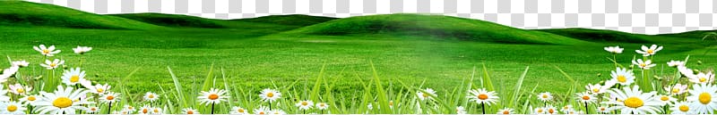, Free buckle creative green grass transparent background PNG clipart