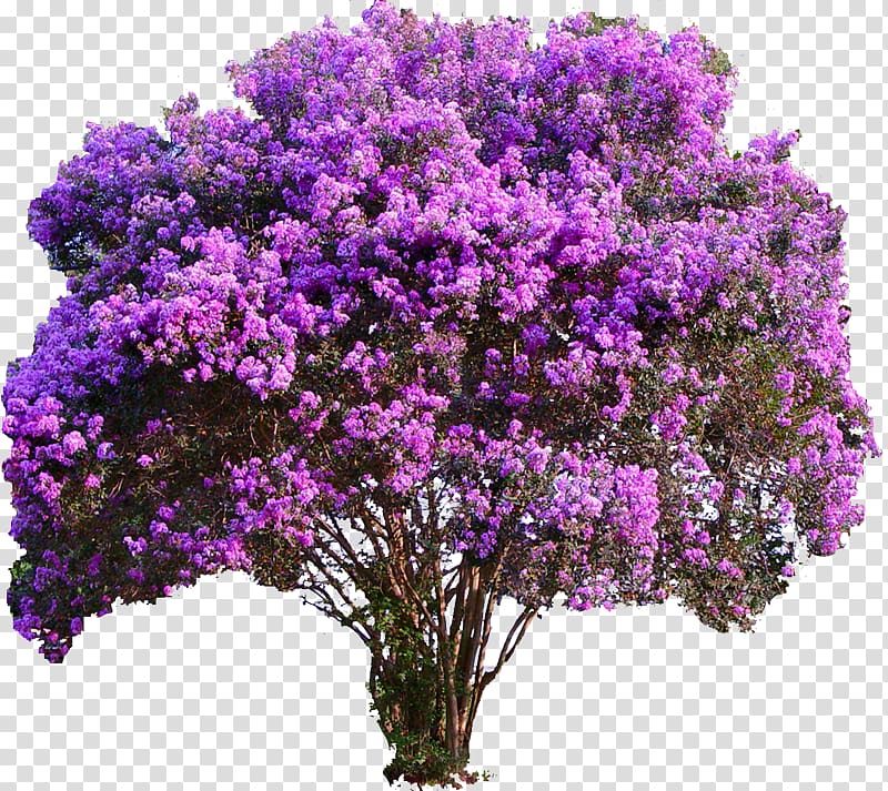 Crepe-myrtle Tree Plant Garden, lavender transparent background PNG clipart