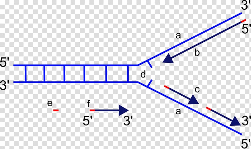 DNA replication DNA polymerase Directionality Replication fork, others transparent background PNG clipart