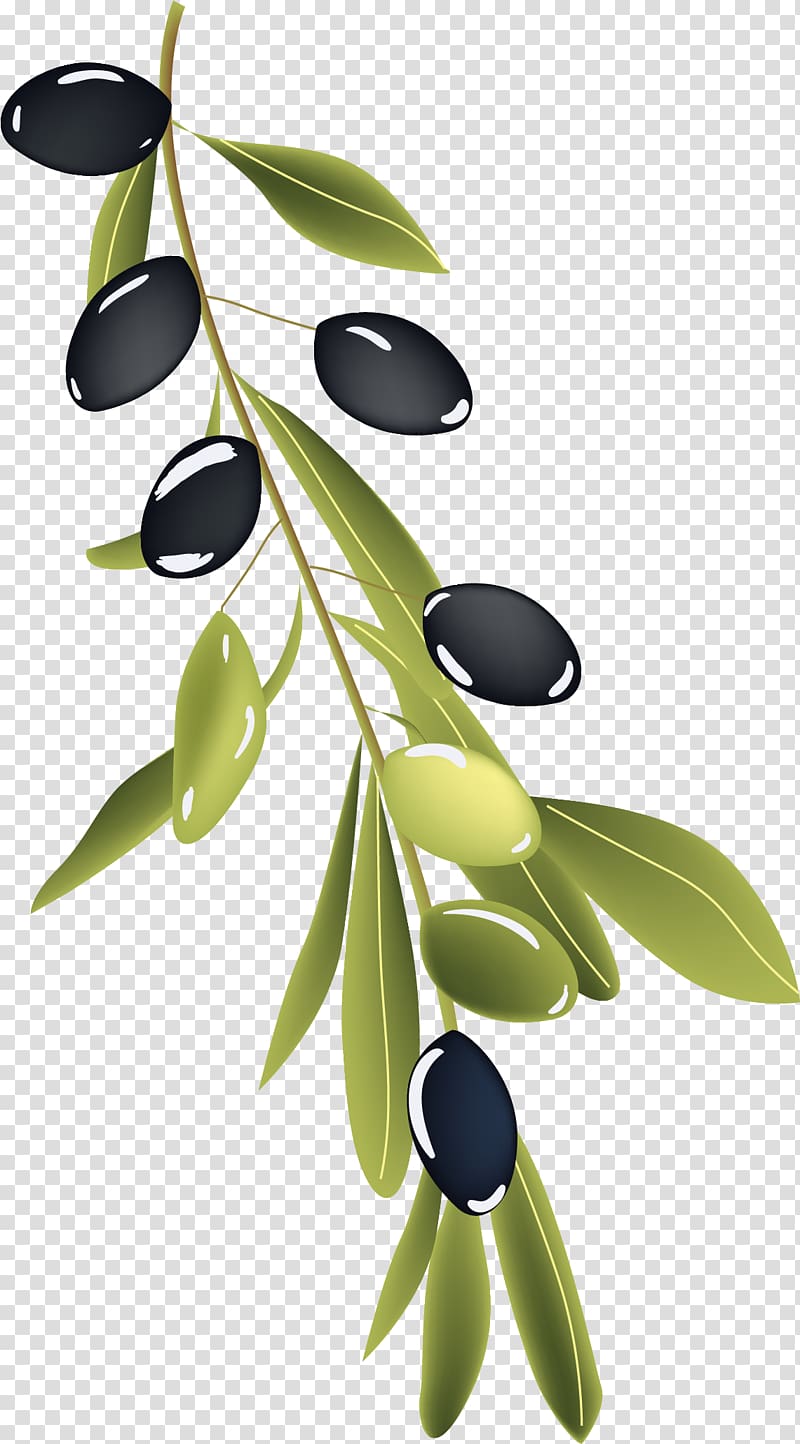 black and green olives , Olive branch Drawing, hand painted olive branch transparent background PNG clipart