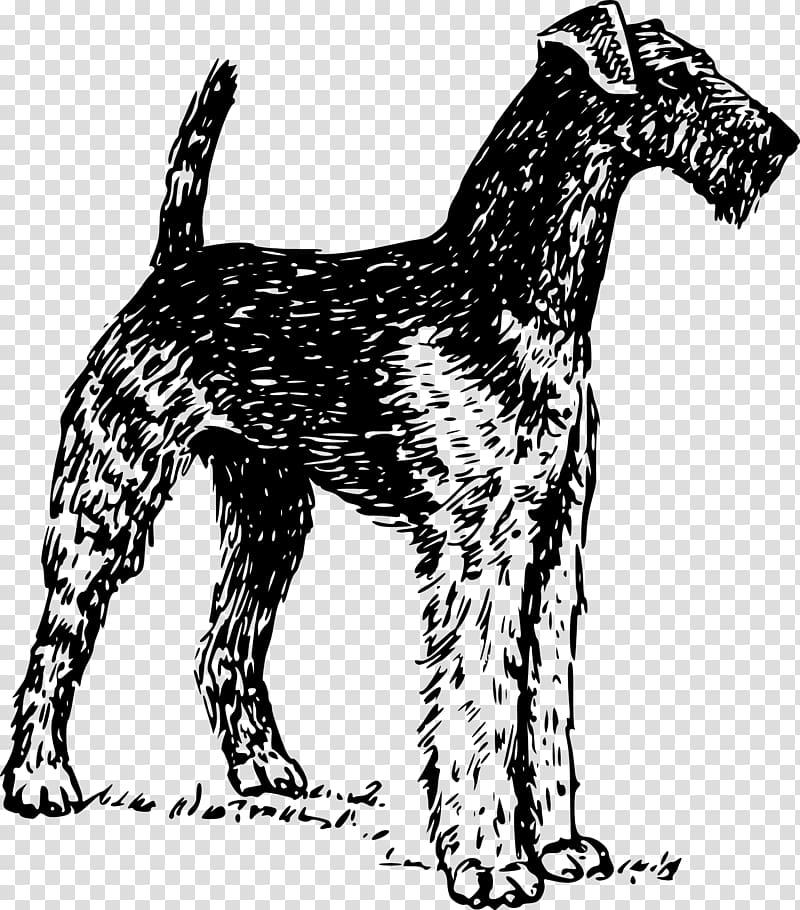 Airedale Terrier Boston Terrier Soft-coated Wheaten Terrier Yorkshire Terrier Bedlington Terrier, domestic animals transparent background PNG clipart