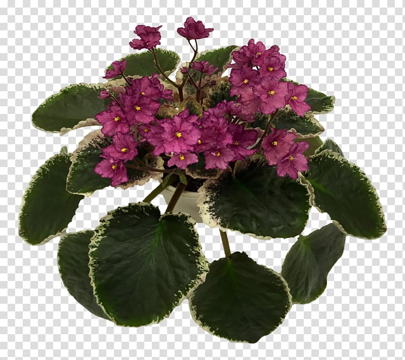 Flowerpot Violet Annual plant Herbaceous plant, African Violets transparent background PNG clipart