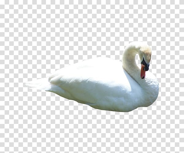 Duck Black swan Animal Cygnini, White Swan transparent background PNG clipart