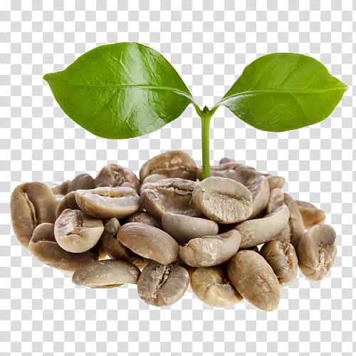 Green coffee extract Coffee bean Espresso Dry roasting, Coffee transparent background PNG clipart