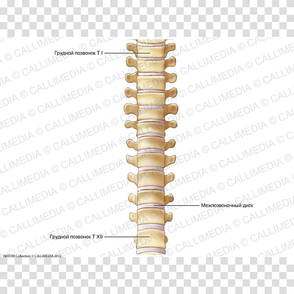 Vertebral column Thoracic vertebrae Dorsum Anatomy Bone, Skeleton transparent background PNG clipart