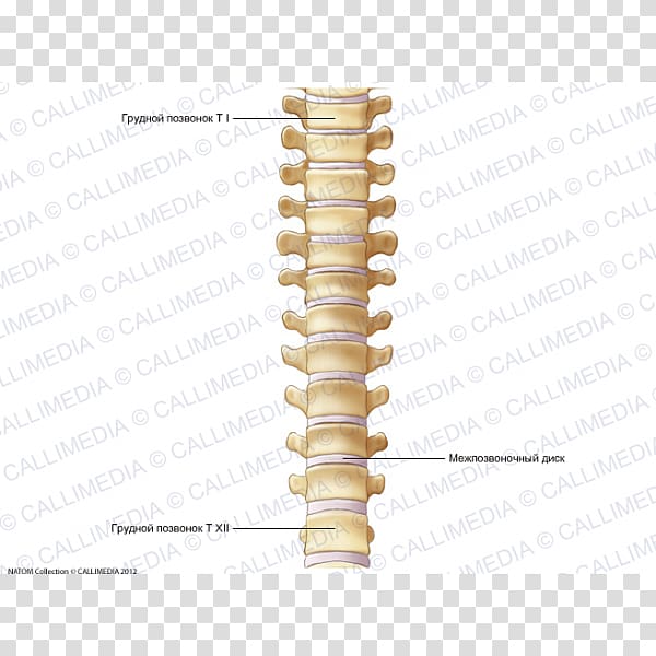 Vertebral Column Thoracic Vertebrae Dorsum Anatomy Bone Png Clipart My Xxx Hot Girl