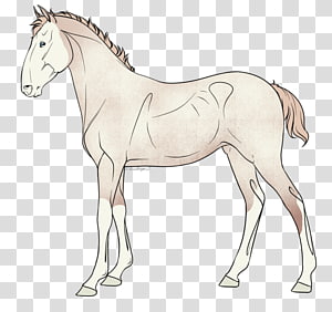 Mule Foal Stallion Colt Bridle, Run Flyer transparent background PNG clipart thumbnail