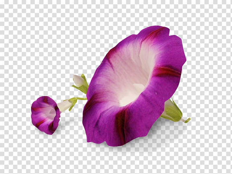 Flower Ipomoea nil Transparency and translucency, glory transparent background PNG clipart