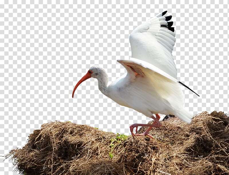 Bird nest Ibis, flying bird transparent background PNG clipart
