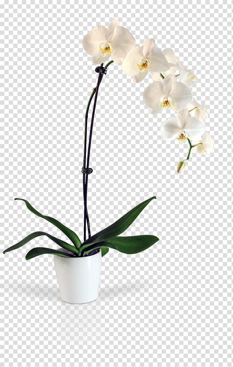 Moth orchids Kinds of Flowers Cut flowers, blooming lilies transparent background PNG clipart
