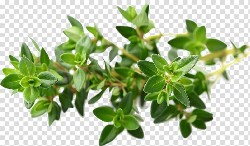 Garden Thyme Essential oil Herb, oil transparent background PNG clipart