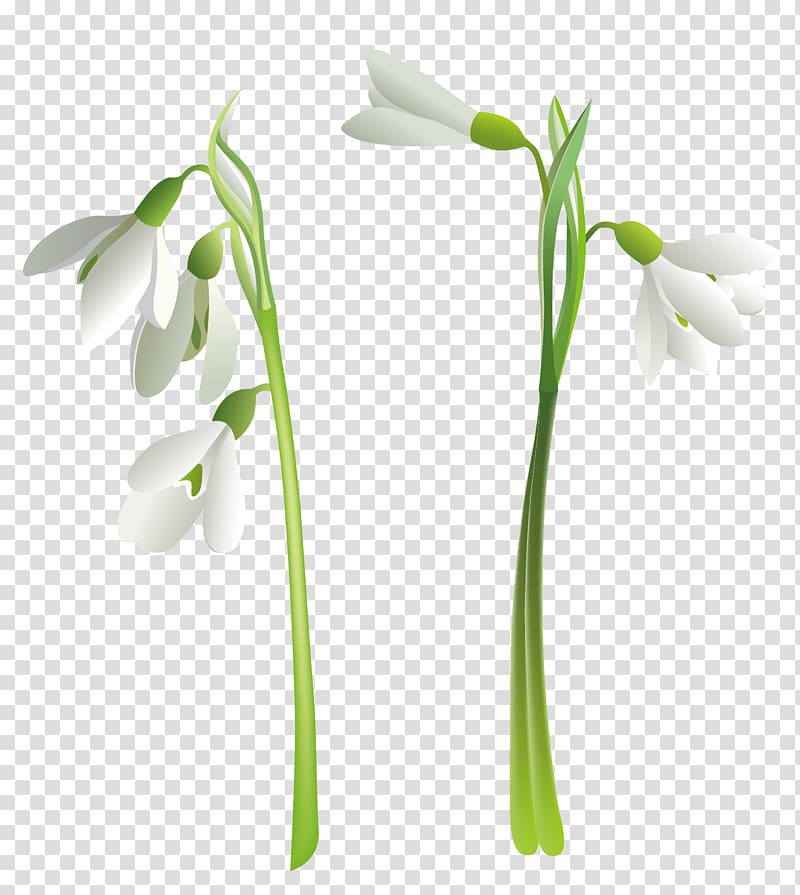 Snowdrop Flower , snowdrop transparent background PNG clipart