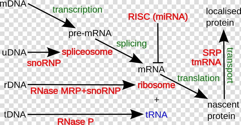 Non-coding RNA Non-coding DNA Coding region Ribosomal RNA, others transparent background PNG clipart