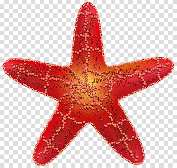 Starfish Red star Symbol Star polygons in art and culture, starfish transparent background PNG clipart