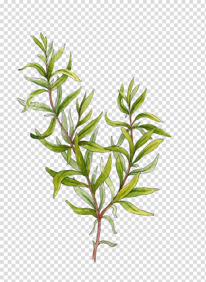 rosemary grass transparent background PNG clipart