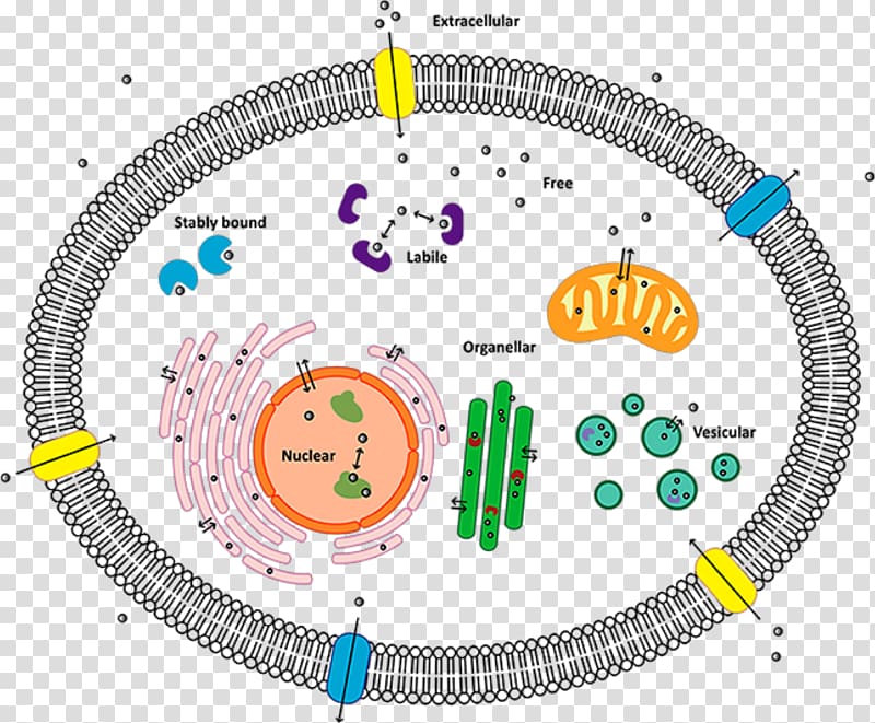 Cell membrane Biological membrane, others transparent background PNG clipart