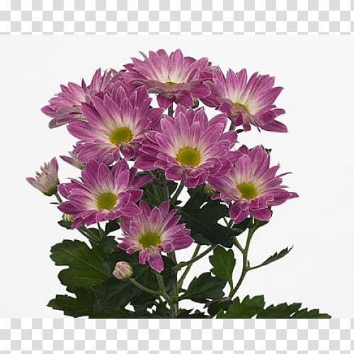 Chrysanthemum Flower Transvaal daisy Garden roses Novopolotsk, chrysanthemum transparent background PNG clipart