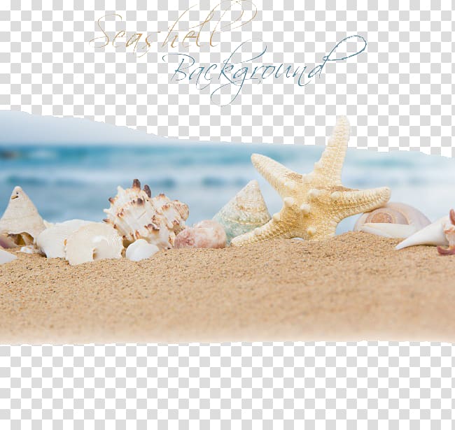 white and brown seashells, Beach Sand Ocean Seashell, Ocean Beach transparent background PNG clipart