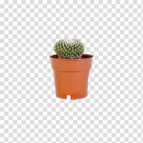 Cactaceae Barbary fig Flowerpot, Potted cactus transparent background PNG clipart