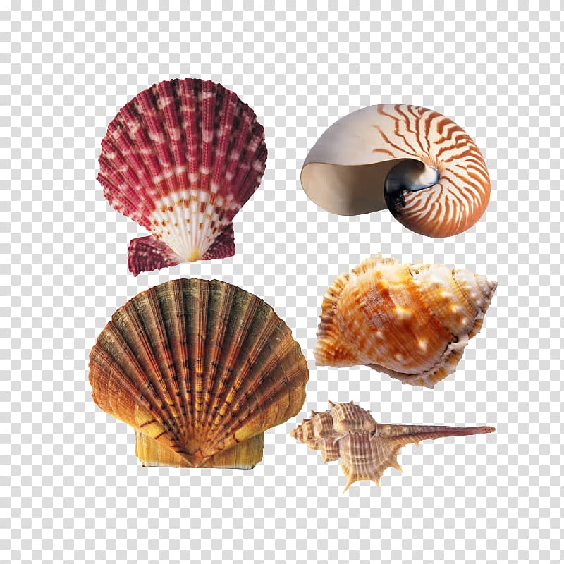 Seafood Cockle Marine biology, conch transparent background PNG clipart