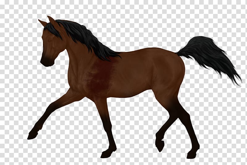 Pony Stallion Morgan horse Irish Draught Foal, bloody wolf coloring transparent background PNG clipart