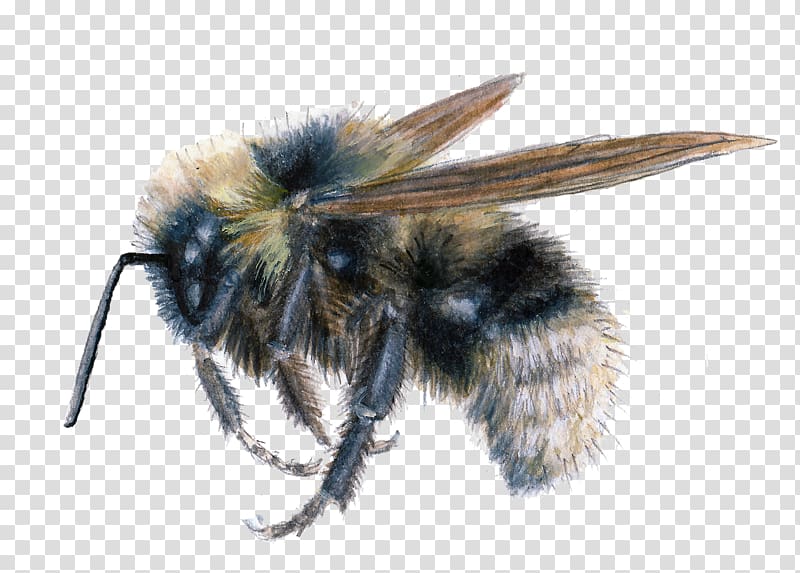 Insect Honey bee Psithyrus Bombus fernaldae, BUMBLEBEE transparent background PNG clipart