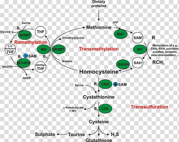 Homocystinuria Cystathionine beta synthase Enzyme Methionine Betaine, Cystathionine Beta Synthase transparent background PNG clipart