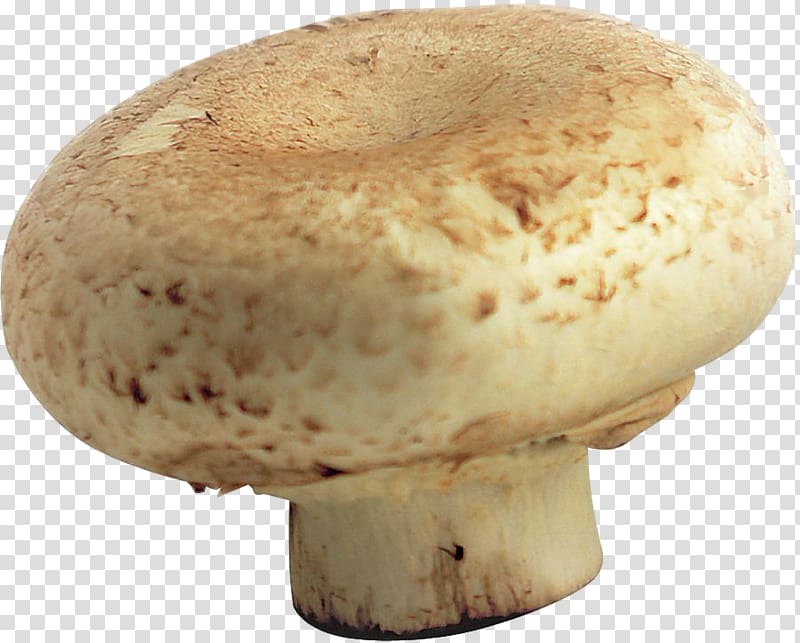 Common mushroom , mushroom transparent background PNG clipart