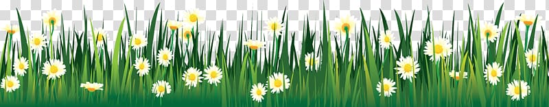 German chamomile Flower Encapsulated PostScript , camomile transparent background PNG clipart