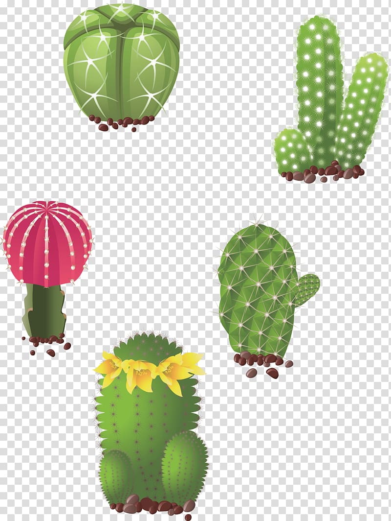Cactaceae Succulent plant Drawing Illustration, Hand drawn prickly pear transparent background PNG clipart