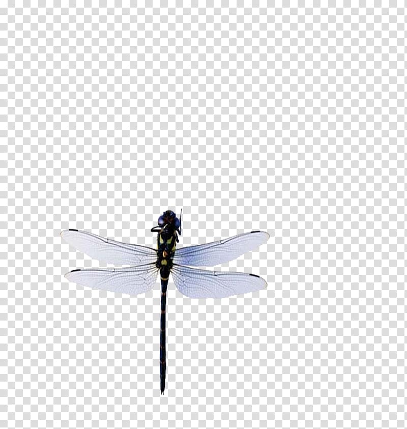 Insect Dragonfly Blue, Sky Blue Dragonfly transparent background PNG clipart