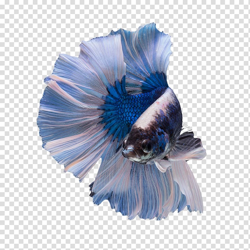 blue and white betta fish , Siamese fighting fish Freshwater fish Male Territory, betta transparent background PNG clipart