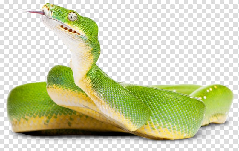 Green tree python Snake Crocodiles , reptile transparent background PNG clipart