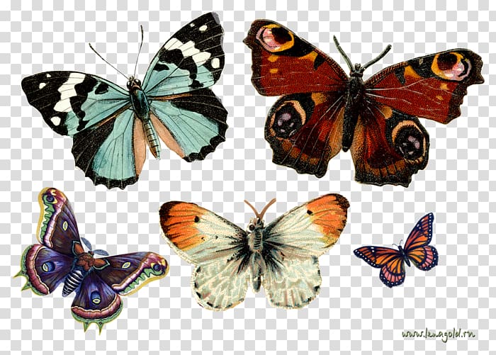 Monarch butterfly Insect Greta oto , butterfly transparent background PNG clipart