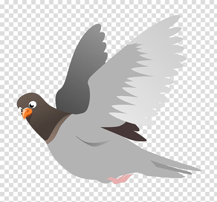 Homing pigeon English Carrier pigeon Columbidae Squab , pigeon transparent background PNG clipart