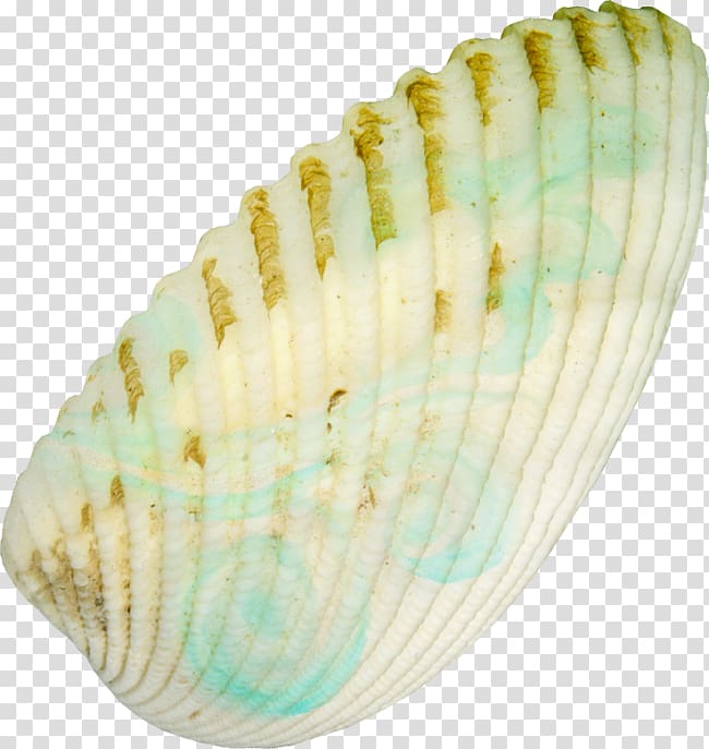 Clam Seashell Castle Conchology , seashell transparent background PNG clipart