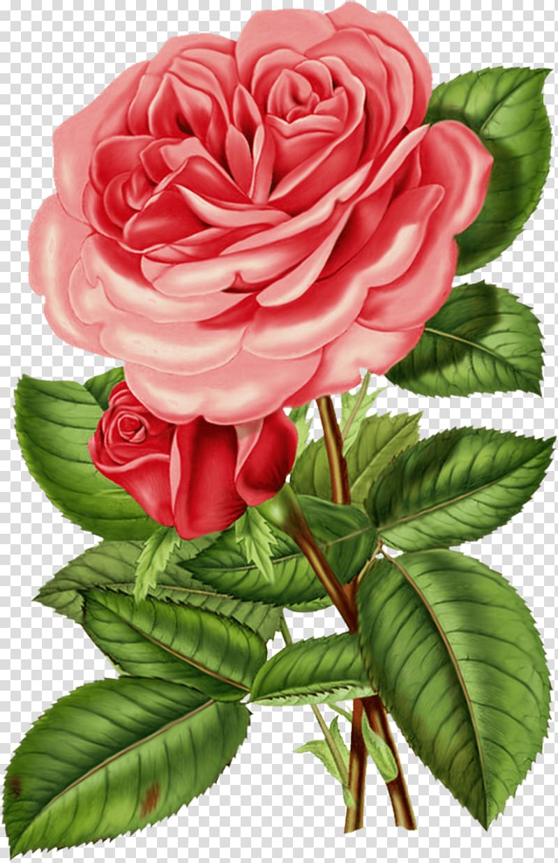 Rose Flower Vintage clothing , flower paint transparent background PNG clipart