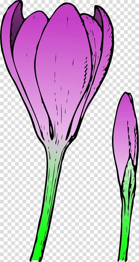 Bud Flower Crocus , Free Springtime transparent background PNG clipart