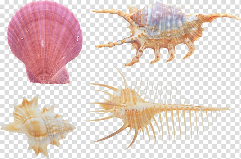 Seashell Sea snail, seashell transparent background PNG clipart