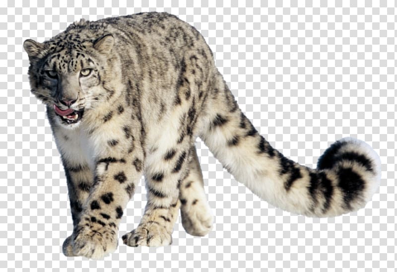 Snow leopard , leopard transparent background PNG clipart