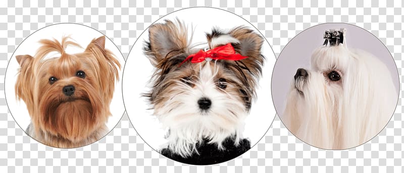 Yorkshire Terrier Morkie Maltese dog Puppy Dog breed, puppy transparent background PNG clipart